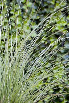 Garten-Chinaschilf, Garten-Landschilf - Miscanthus sinensis 'Gracillimus'