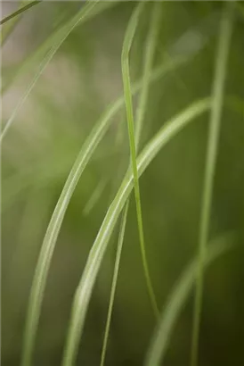 Garten-Chinaschilf, Garten-Landschilf - Miscanthus sinensis 'Gracillimus'