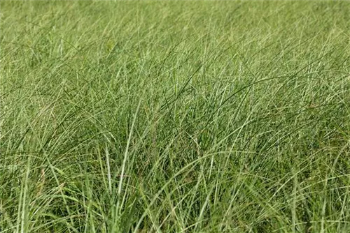 Garten-Chinaschilf, Garten-Landschilf - Miscanthus sinensis 'Gracillimus'