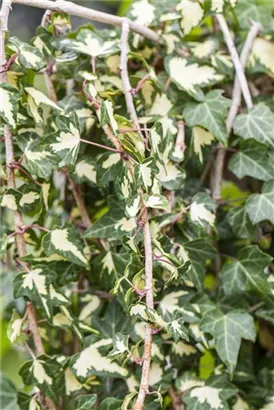 Gelbbunter Efeu - Hedera helix 'Goldheart'