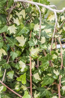 Gelbbunter Efeu - Hedera helix 'Goldheart'