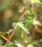 Gelbbunter Efeu - Hedera helix 'Goldheart'