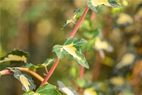 Gelbbunter Efeu - Hedera helix 'Goldheart'