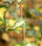 Gelbbunter Efeu - Hedera helix 'Goldheart'