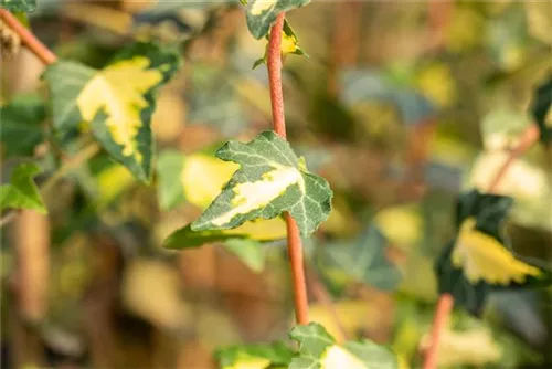 Gelbbunter Efeu - Hedera helix 'Goldheart'