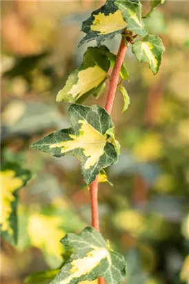 Gelbbunter Efeu - Hedera helix 'Goldheart'