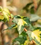 Gelbbunter Efeu - Hedera helix 'Goldheart'