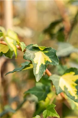 Gelbbunter Efeu - Hedera helix 'Goldheart'