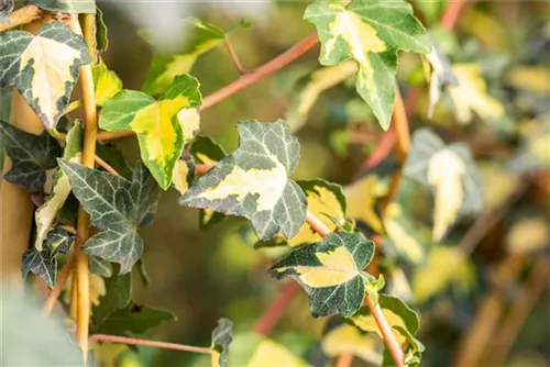 Gelbbunter Efeu - Hedera helix 'Goldheart'