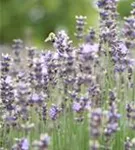 Blauviolettblühender Lavendel - Lavandula angustifolia 'Munstead'