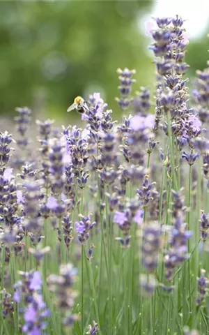 Lavandula angustifolia 'Munstead'