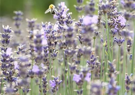 Lavandula angustifolia 'Munstead' - Blauviolettblühender Lavendel