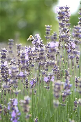 Blauviolettblühender Lavendel - Lavandula angustifolia 'Munstead'