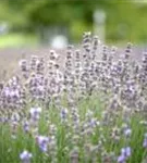 Blauviolettblühender Lavendel - Lavandula angustifolia 'Munstead'