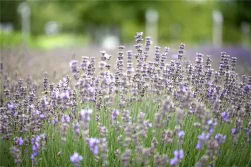 Blauviolettblühender Lavendel - Lavandula angustifolia 'Munstead'