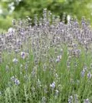 Blauviolettblühender Lavendel - Lavandula angustifolia 'Munstead'