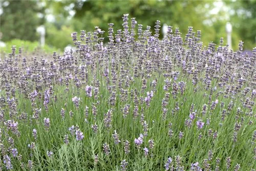 Blauviolettblühender Lavendel - Lavandula angustifolia 'Munstead'