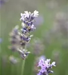 Blauviolettblühender Lavendel - Lavandula angustifolia 'Munstead'