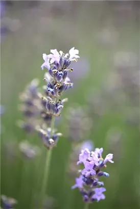 Blauviolettblühender Lavendel - Lavandula angustifolia 'Munstead'