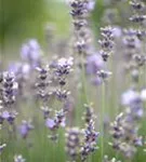 Blauviolettblühender Lavendel - Lavandula angustifolia 'Munstead'