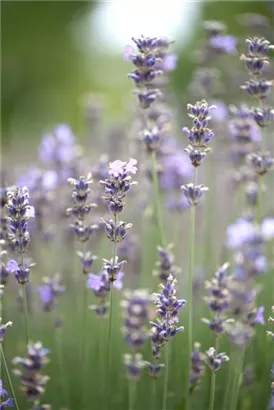 Blauviolettblühender Lavendel - Lavandula angustifolia 'Munstead'