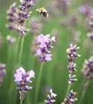 Blauviolettblühender Lavendel - Lavandula angustifolia 'Munstead'