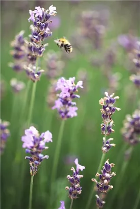 Blauviolettblühender Lavendel - Lavandula angustifolia 'Munstead'