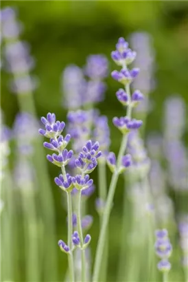 Blauviolettblühender Lavendel - Lavandula angustifolia 'Munstead'