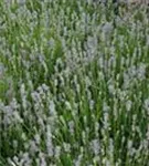 Blauviolettblühender Lavendel - Lavandula angustifolia 'Munstead'