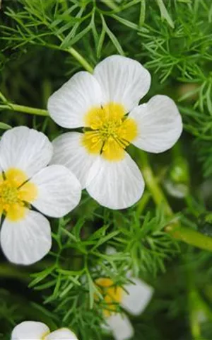 Ranunculus aquatilis