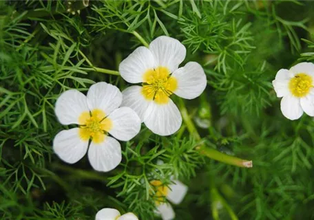 Ranunculus aquatilis - Gewöhnlicher Wasser-Hahnenfuß