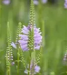 Garten-Gelenkblume - Physostegia virginiana 'Rosea'