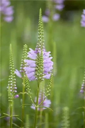 Garten-Gelenkblume - Physostegia virginiana 'Rosea'