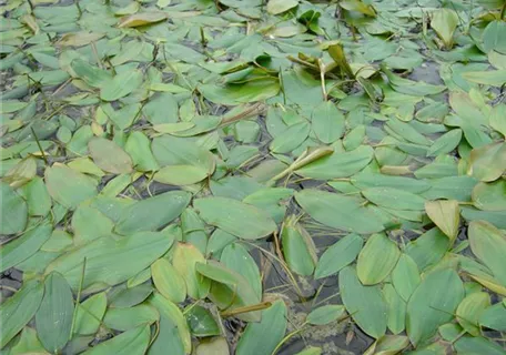 Potamogeton natans - Schwimmendes Laichkraut