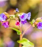 Schmalblättriges Garten-Lungenkraut - Pulmonaria dacica 'Azurea'