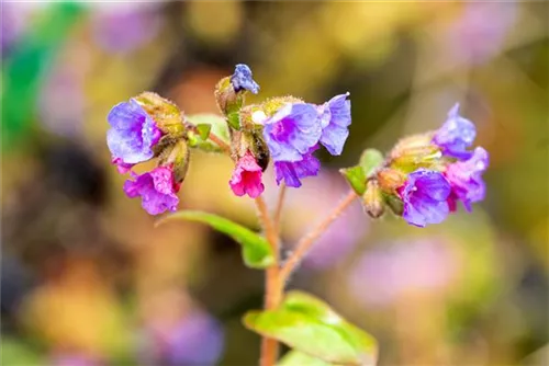 Schmalblättriges Garten-Lungenkraut - Pulmonaria dacica 'Azurea'