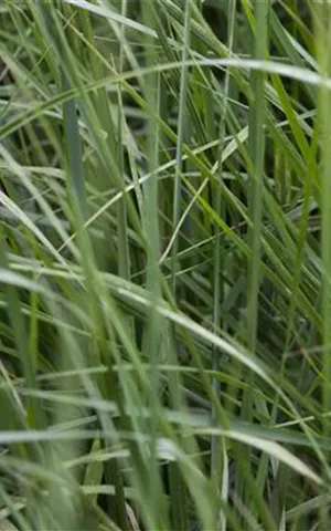 Miscanthus sinensis 'Graziella'