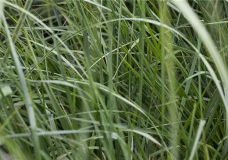 Miscanthus sinensis 'Graziella' - Garten-Chinaschilf, Garten-Landschilf