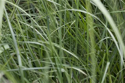 Garten-Chinaschilf, Garten-Landschilf - Miscanthus sinensis 'Graziella'