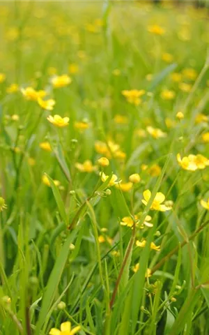 Ranunculus flammula