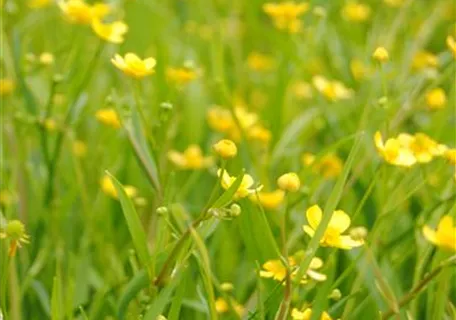 Ranunculus flammula - Brennender Hahnenfuß