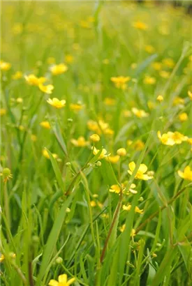 Brennender Hahnenfuß - Ranunculus flammula