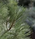 Strauch-Schwarzkiefer - Pinus nigra 'Nana'