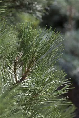 Strauch-Schwarzkiefer - Pinus nigra 'Nana'