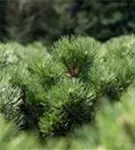 Strauch-Schwarzkiefer - Pinus nigra 'Nana'