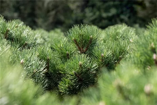 Strauch-Schwarzkiefer - Pinus nigra 'Nana'