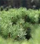 Strauch-Schwarzkiefer - Pinus nigra 'Nana'