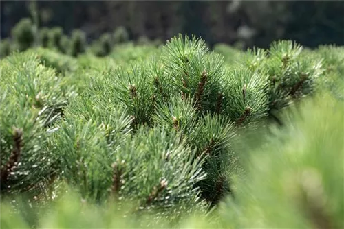 Strauch-Schwarzkiefer - Pinus nigra 'Nana'