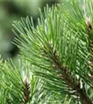 Strauch-Schwarzkiefer - Pinus nigra 'Nana'