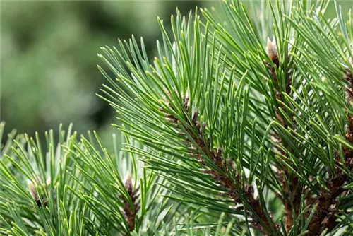 Strauch-Schwarzkiefer - Pinus nigra 'Nana'